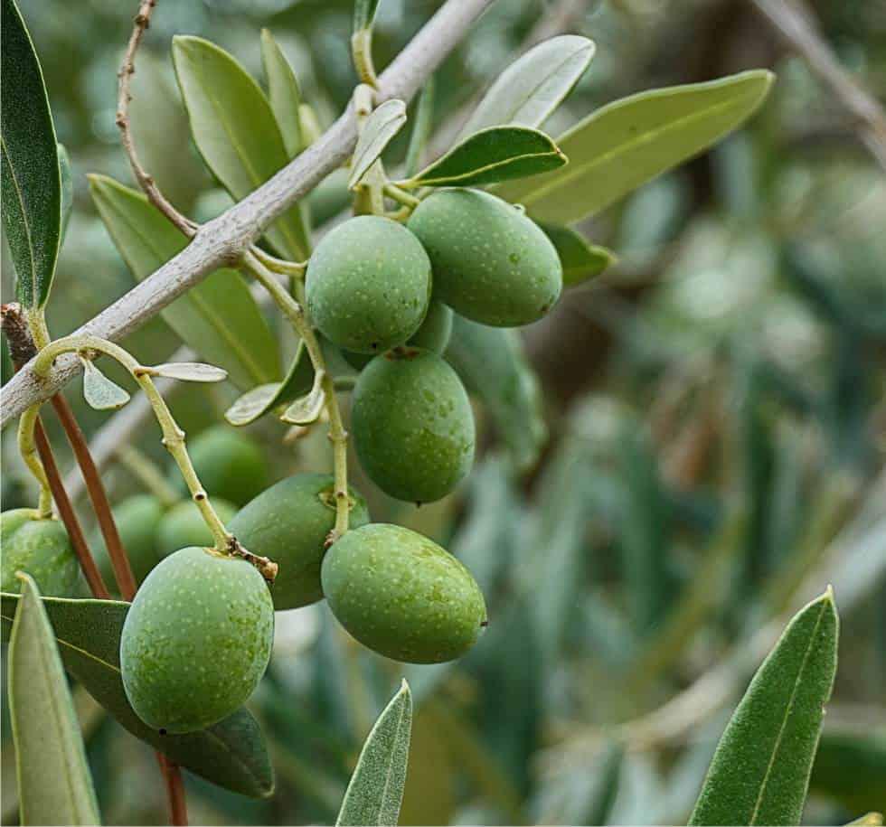 Coltivazione dell’olivo