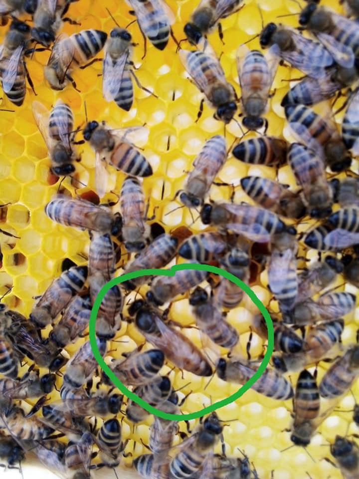 L’ape regina