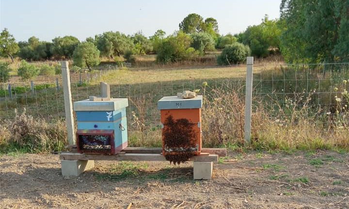 Le api fanno la barba sull’alveare